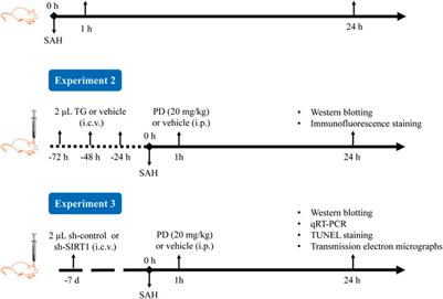 Polydatin ameliorates early brain injury after subarachnoid hemorrhage through up-regulating SIRT1 to suppress endoplasmic reticulum stress